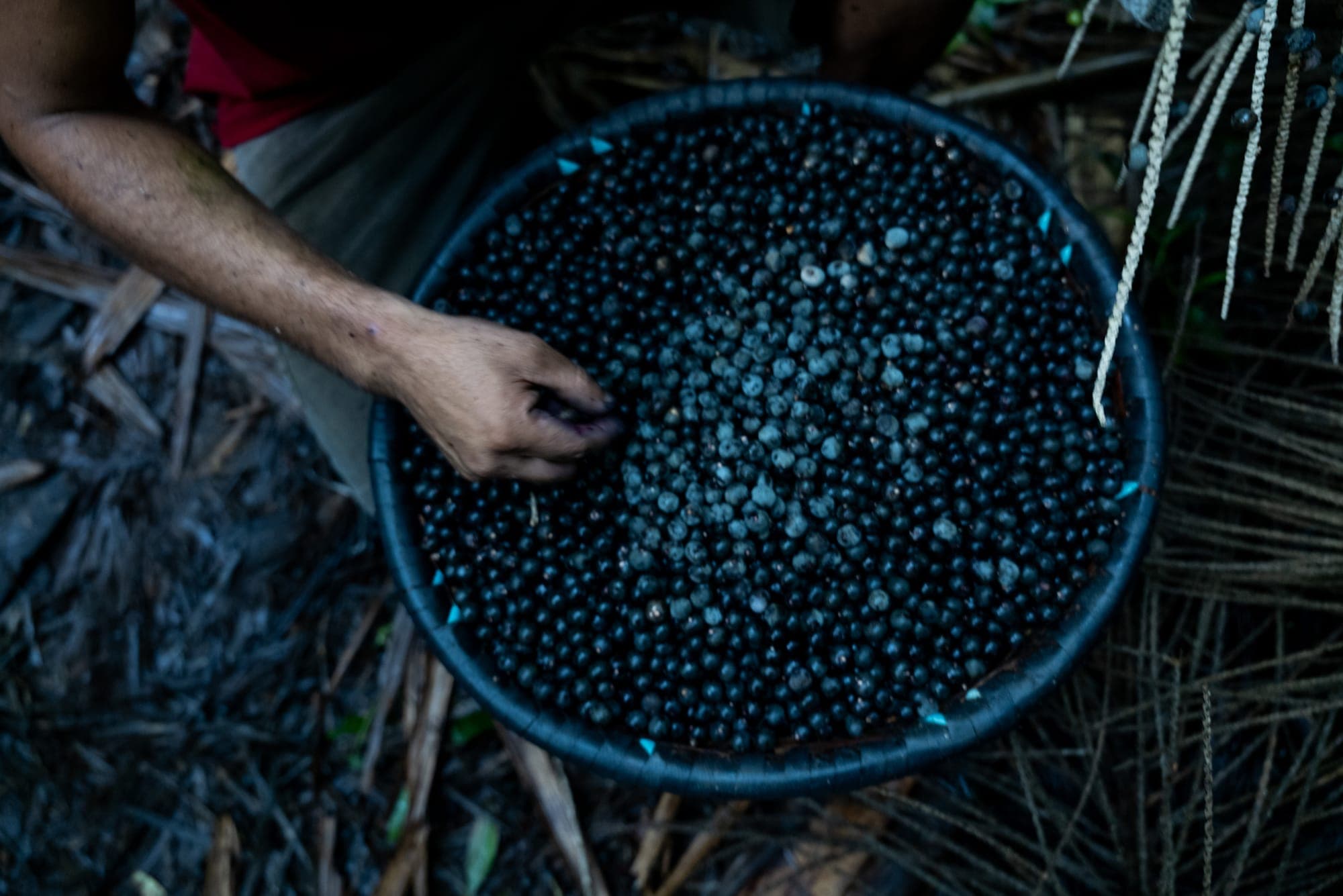 Mãos debulham açaí em uma bacia