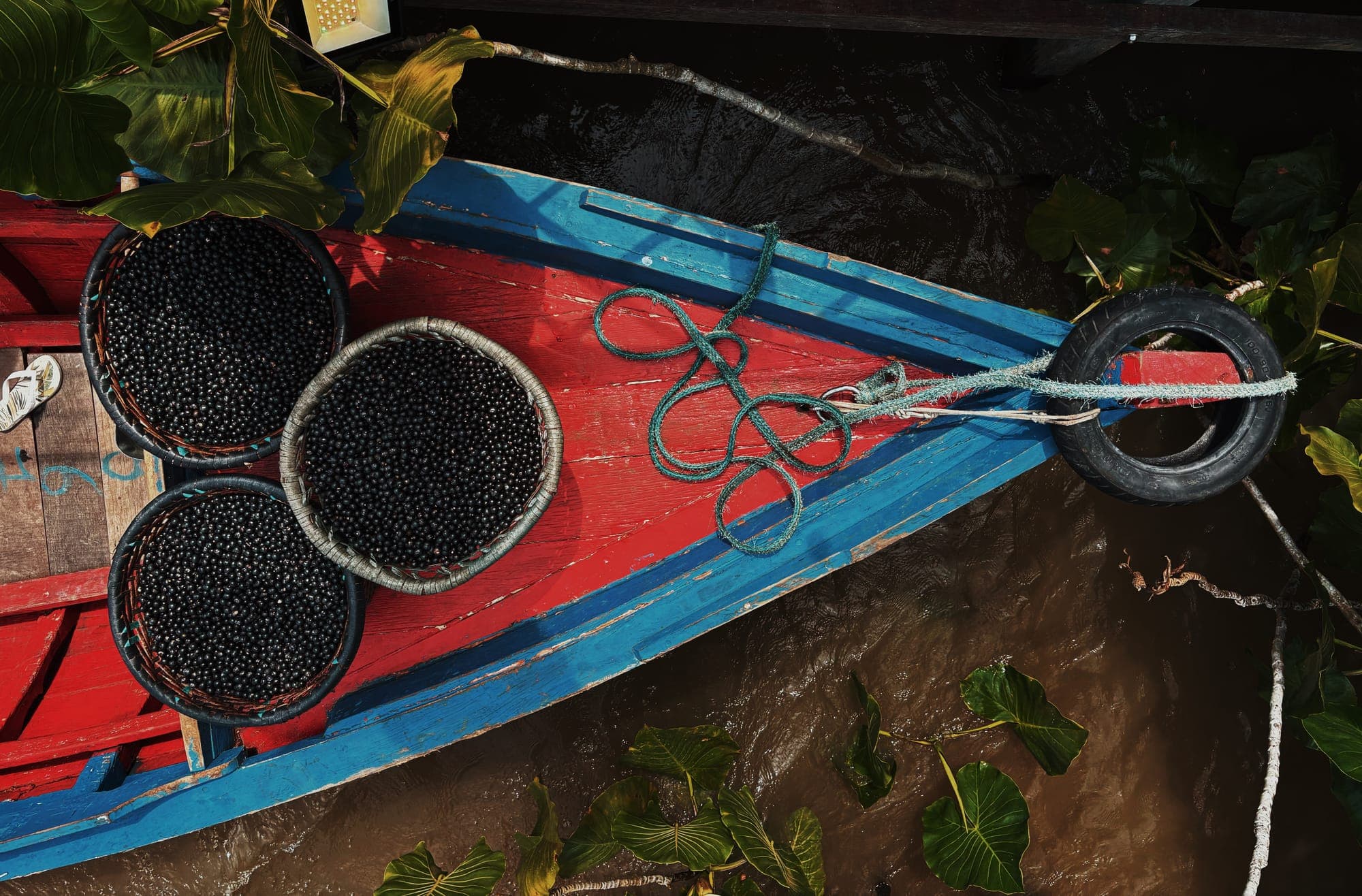 Paneiros cheios de açaí em uma canoa vermelha e azul