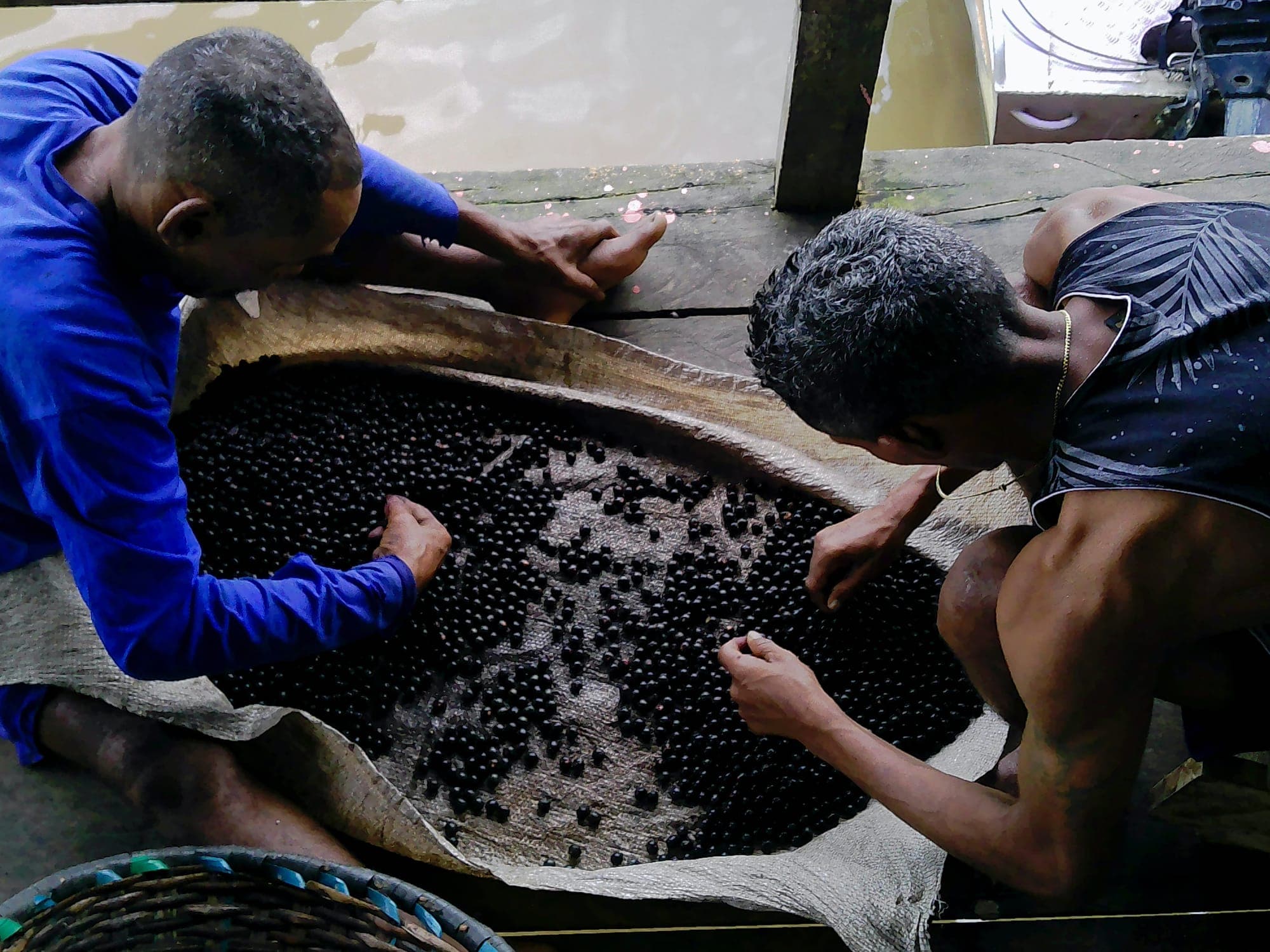 Duas pessoas debulham açaí